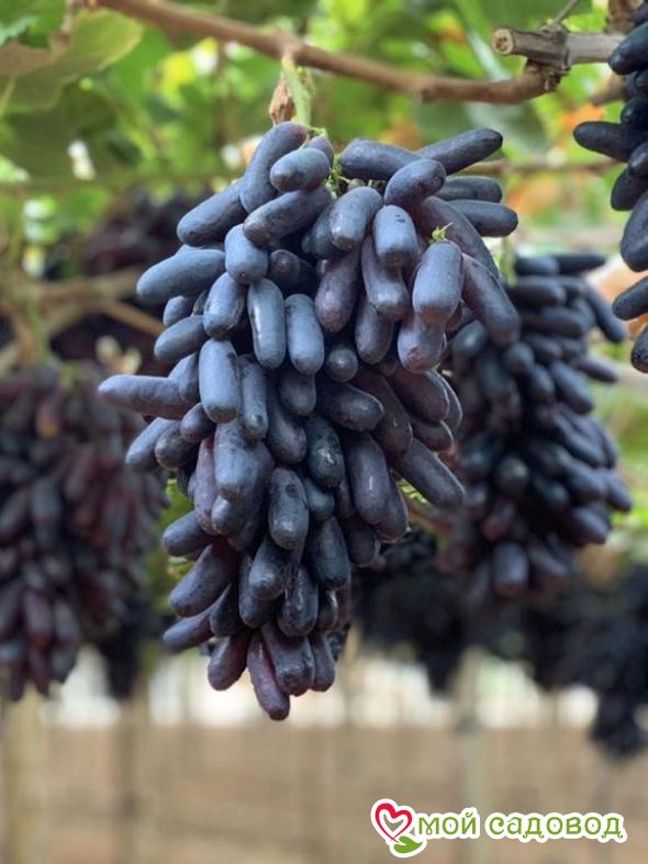 Виноград Чёрный палец