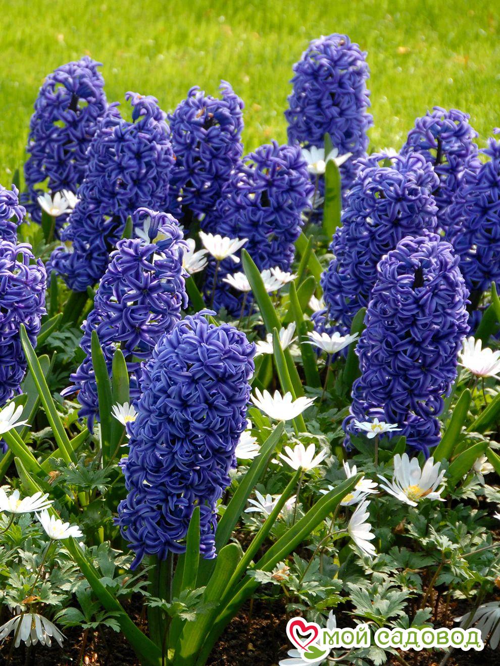 Гиацинт Блю Джекет