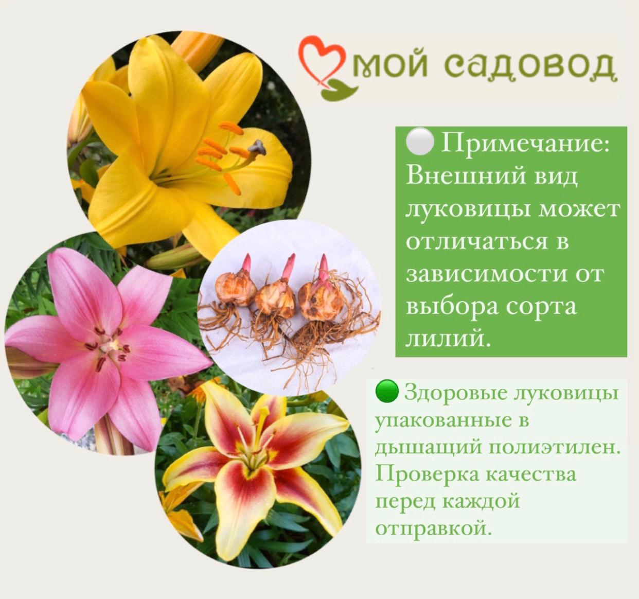 Лилия ОТ-гибрид Ред Морнинг